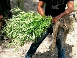 maconha